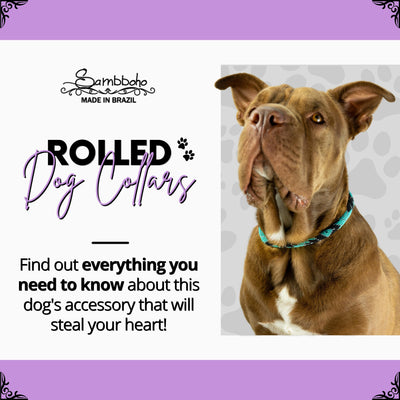 Learn more about rolled dog collars!