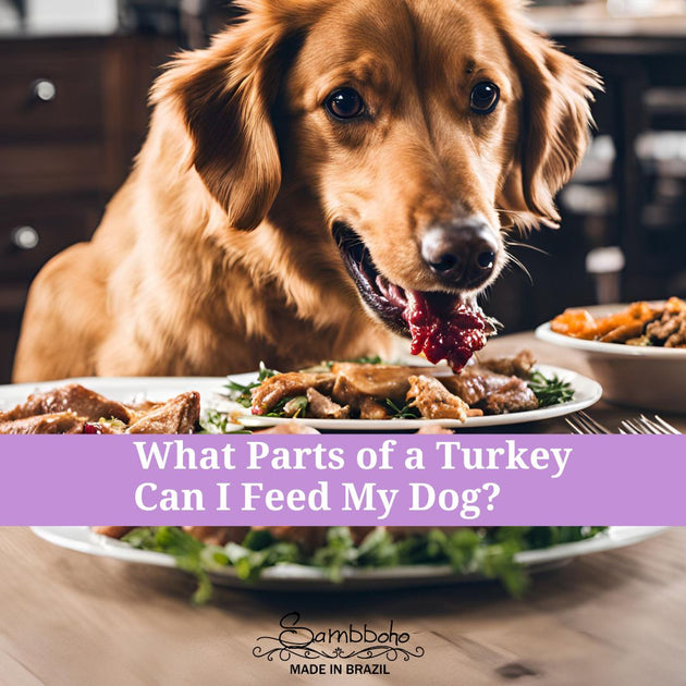 View of Is Turkey Safe for Dogs? Can Dogs Eat Turkey Giblets or Necks? – Sambboho