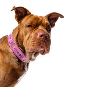 Blush Sambboho dog collar (with center D-ring)