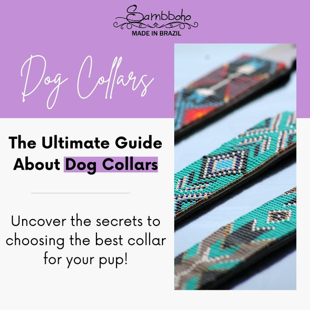 The Ultimate Guide to Dog Collars: Answers to All Your Questions ...