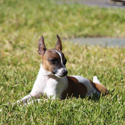 Miniature Fox Terrier: A Complete Guide to This Energetic and Loyal Breed