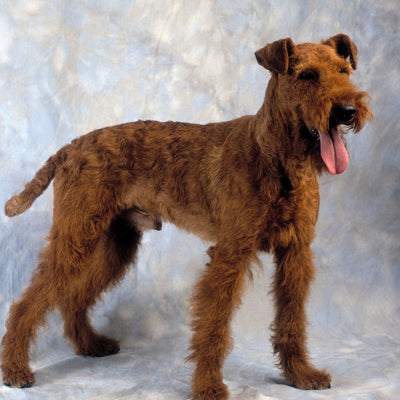 Irish Terrier Puppies: A Complete Guide to Raising a Happy, Healthy Pup