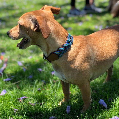 Best Beaded Dog Collars for Dachshunds: Comfort, Fit, and Style Guide