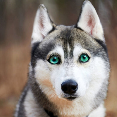Dogs with Green Eyes: Unveiling a Rare and Captivating Trait