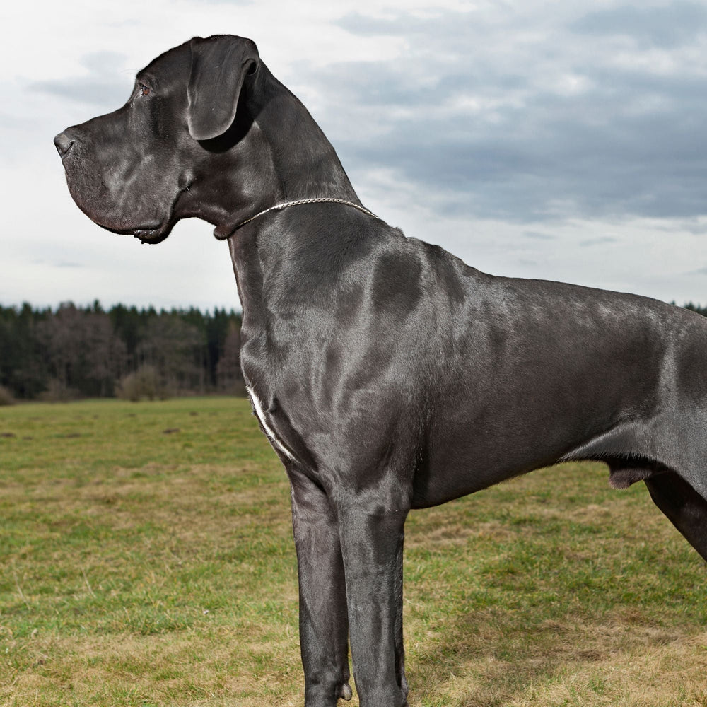Deep Dog Example Deep-Chested Dog Breeds: Health, Care & Breeds to Know – Sambboho