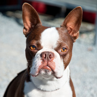 Brown Boston Terrier: A Unique and Rare Coat Variation