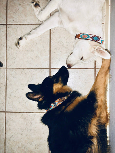 Best Dog Collar for German Shepherds: A Complete Guide for Owners