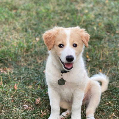 English Shepherd: Canine Breed Overview