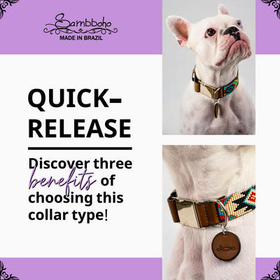 Quick Release dog collars, 3 benefits from choosing this collar type!