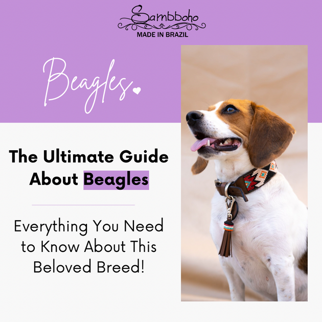 The ultimate guide about beagles – Sambboho