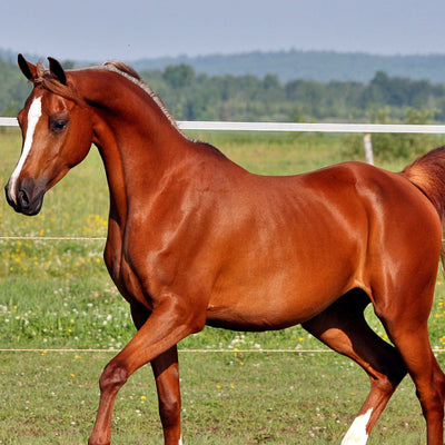 Black Arabian Horse: Beauty in Ebony