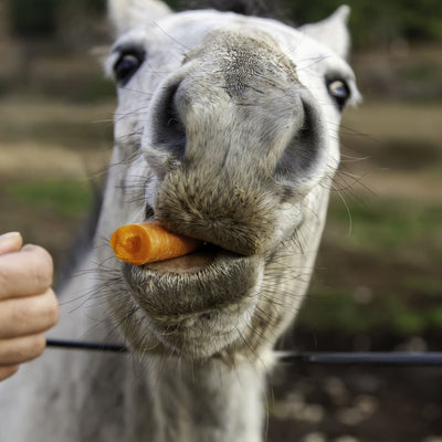 Can Horses Eat Meat? The Truth About Equine Diets and Nutrition