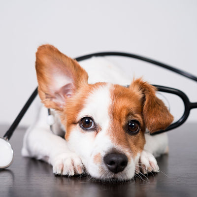Boost Your Dog’s Health Naturally with Probiotic Supplements
