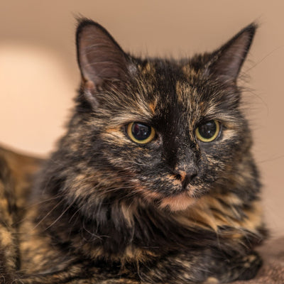 Tortie vs. Calico Cats: A Guide for Cat Lovers Who Appreciate Artistry