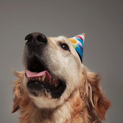 10 Amazing Dog Birthday Ideas for a Pawsome Celebration