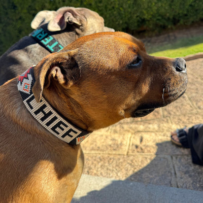 How to Pick the Best Dog Collars for Large Dogs