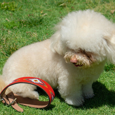 Finding the Perfect Dog Collar for Small Dogs: A Complete Guide