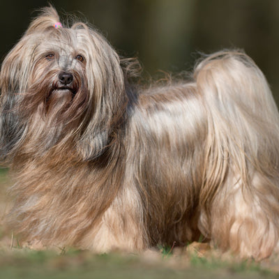 The Tibetan Terrier: A Unique Breed with a Heart of Gold