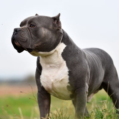 American Bully: Breed Profile and Traits
