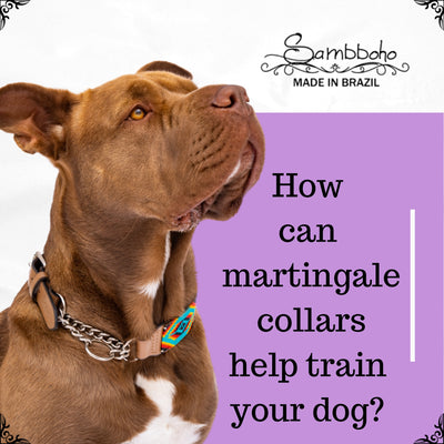 How can martingale collars help train your dog?