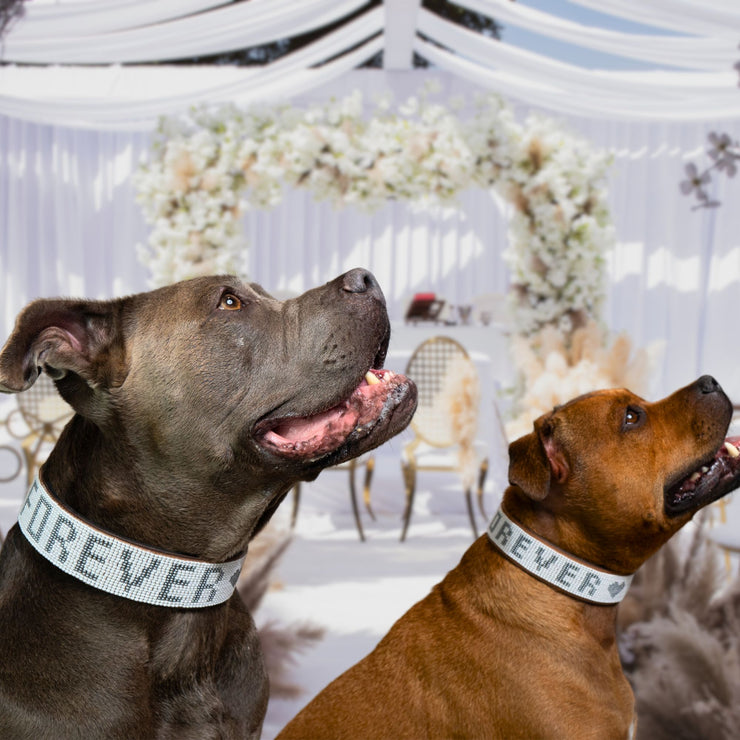 Forever Sambboho dog collar (wedding collection)