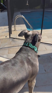 Personalized beaded name and design Sambboho dog collar