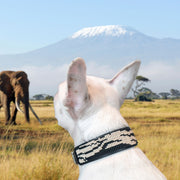 Zebra Sambboho dog collar by Gabriel Feitosa