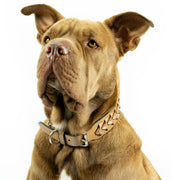 Dallas Sambboho dog collar (made to order)