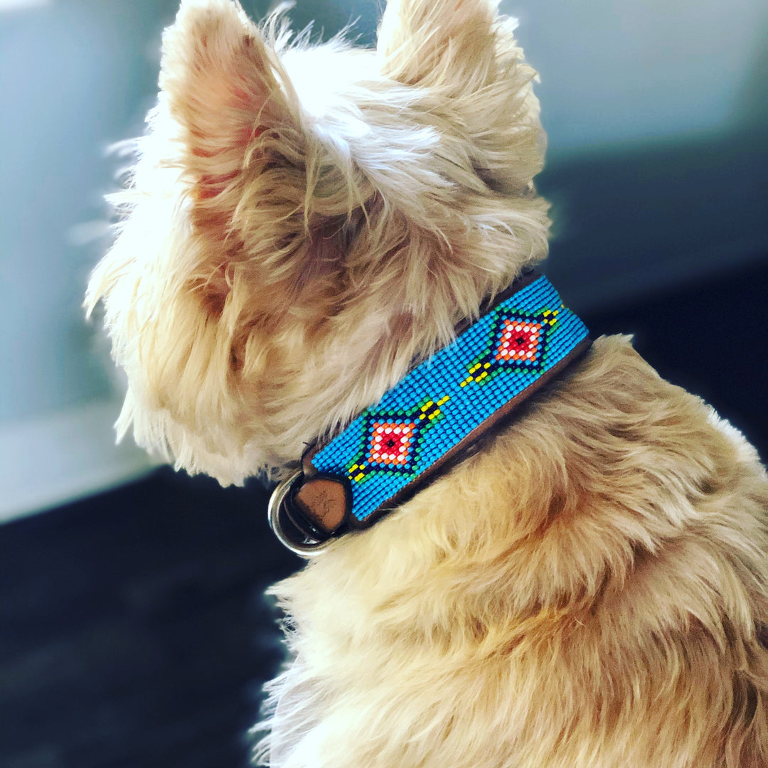 Shenel Comosona Zuni Dog（Blue）Large Top Blue Vogue Sambboho dog collar