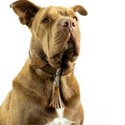 Milano Dog Collar and Tassel Bundle