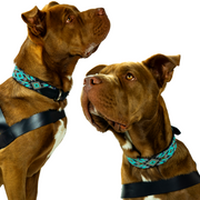 Aspen Sambboho dog collar (made to order)