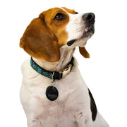 Saint Barth dog collar (quick release)