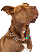 Bahamas Sambboho Martingale dog collar (Training)