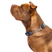 Bora-Bora Sambboho Martingale dog collar (Training)