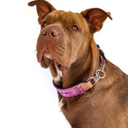 Blush Sambboho Martingale dog collar (Training)