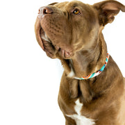 Aztec Sambboho dog collar (rolled)