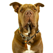 Bahamas Dog Collar (Martingale) and Tassel Bundle