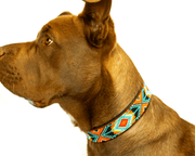 Matching leash/dog collar Biarritz Sambboho Bundle