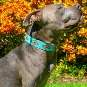 Blue Vogue dog collar/hatband bundle