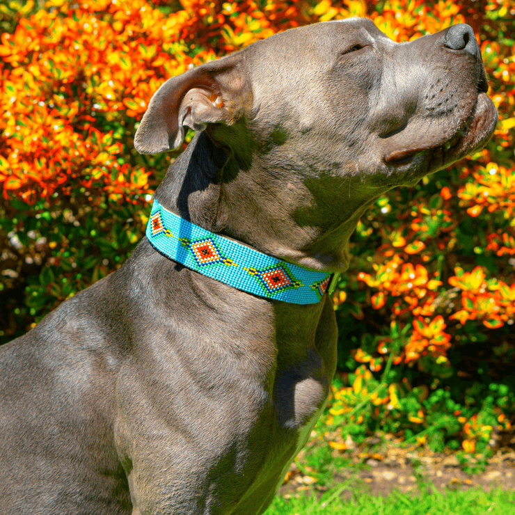 Blue Vogue dog collar/hatband bundle