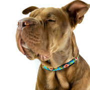 Blue Vogue Sambboho dog collar (rolled)