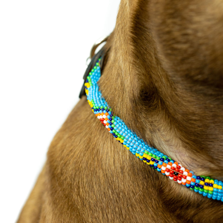 Blue Vogue Sambboho dog collar (rolled)