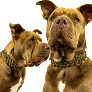 Gold Braided Sambboho dog collar (Glam Collection)