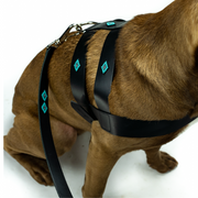 Sambboho Saint Barth Dog Harness & Leash Bundle