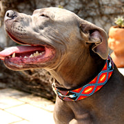 Ipanema Sambboho Martingale dog collar (Training)