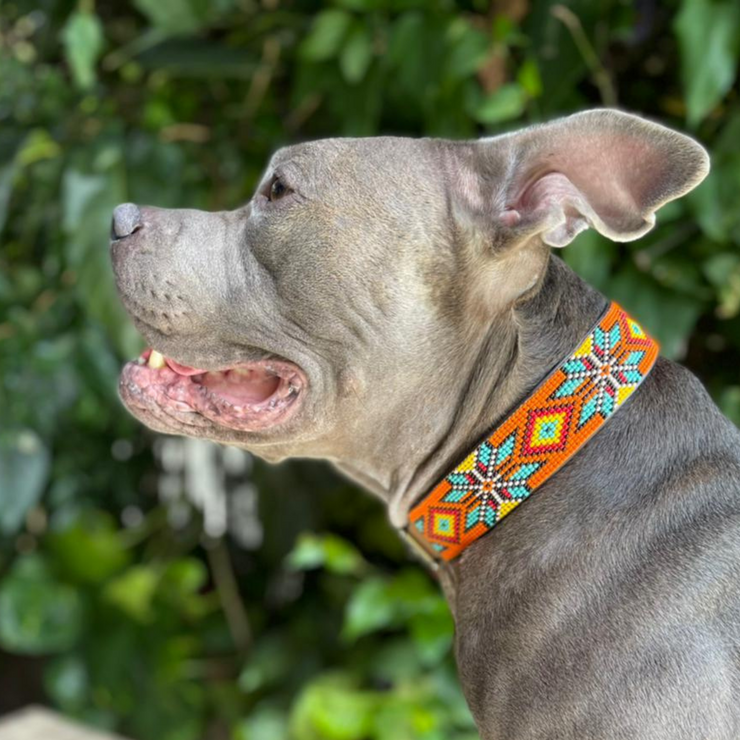 Maui Sambboho dog collar (made to order)