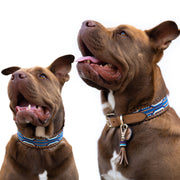 Rio Dog Collar and Tassel Bundle